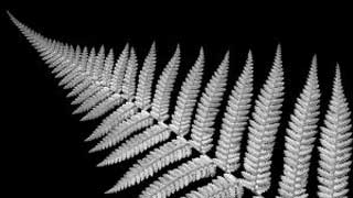 The silver fern is iconic symbol of New Zealand citizenship