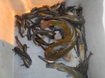 Brown bullhead