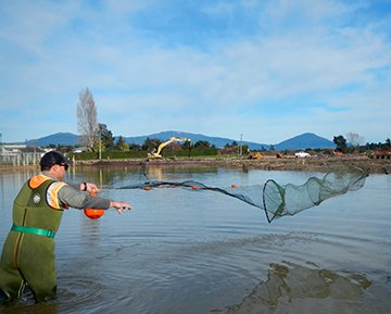 Casting the fyke net