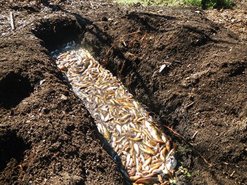 Catfish to be repurposed