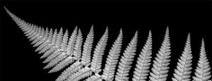 A silver fern on a black background is an iconic image for all New Zealand citizens